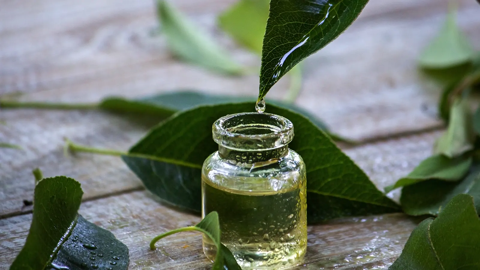 What Are the Benefits of Niaouli Oil?
