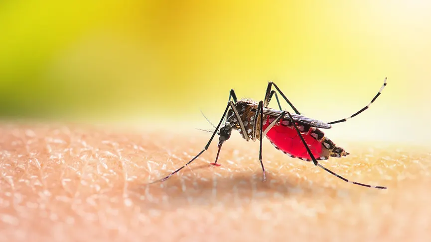 What Happens When a Mosquito Bites?